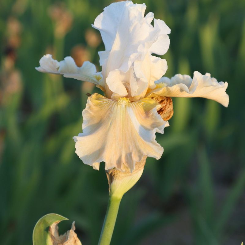 Bearded Iris 'Champagne Elegance'