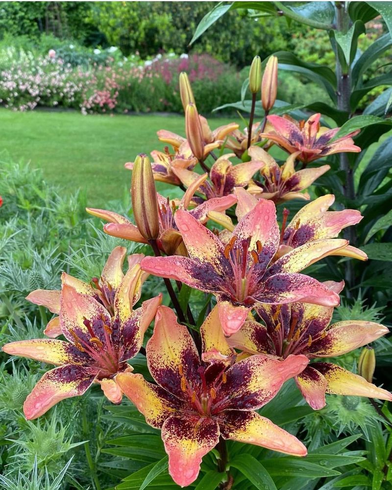Lilies: Statuesque Summer Stars