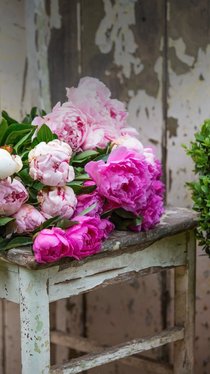 Peonies