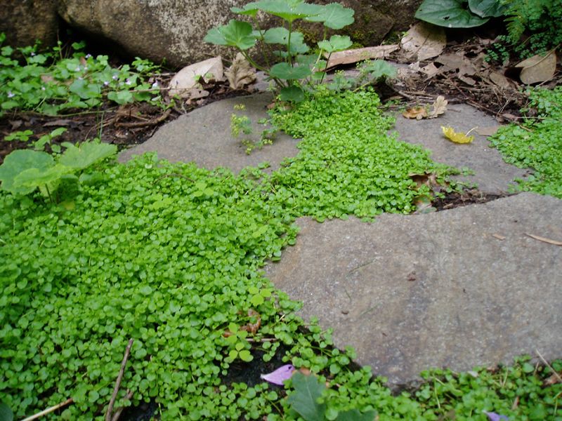 Corsican Mint
