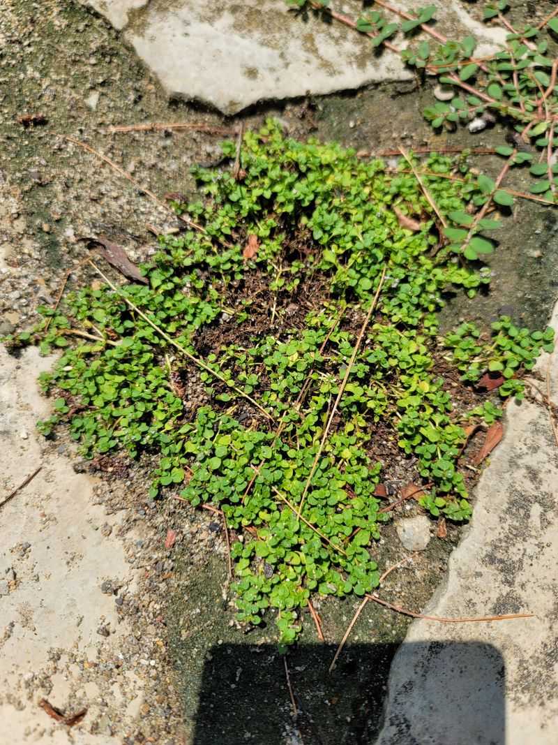 Corsican Mint