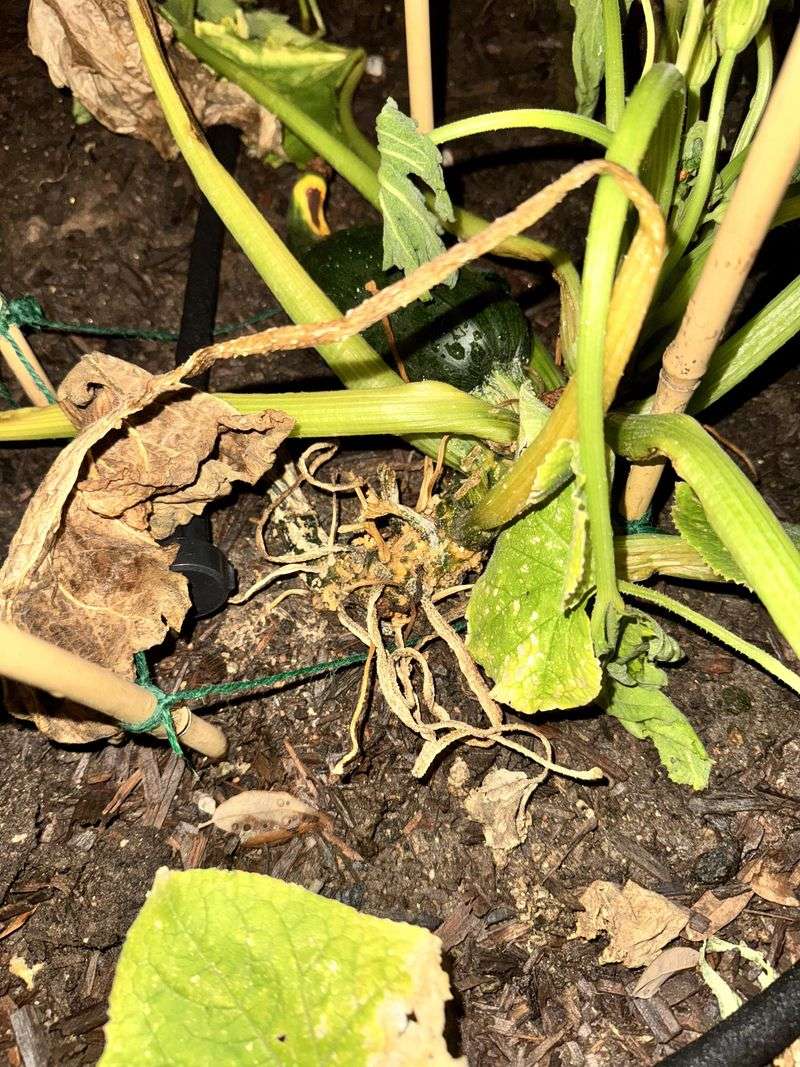 Root Rot