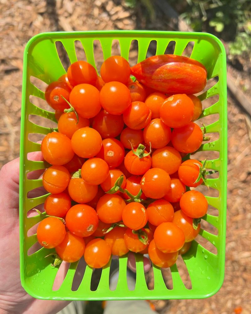 Sun Gold
