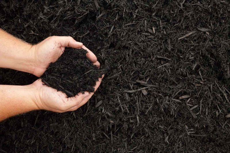 Understand Mulch Decomposition Timing