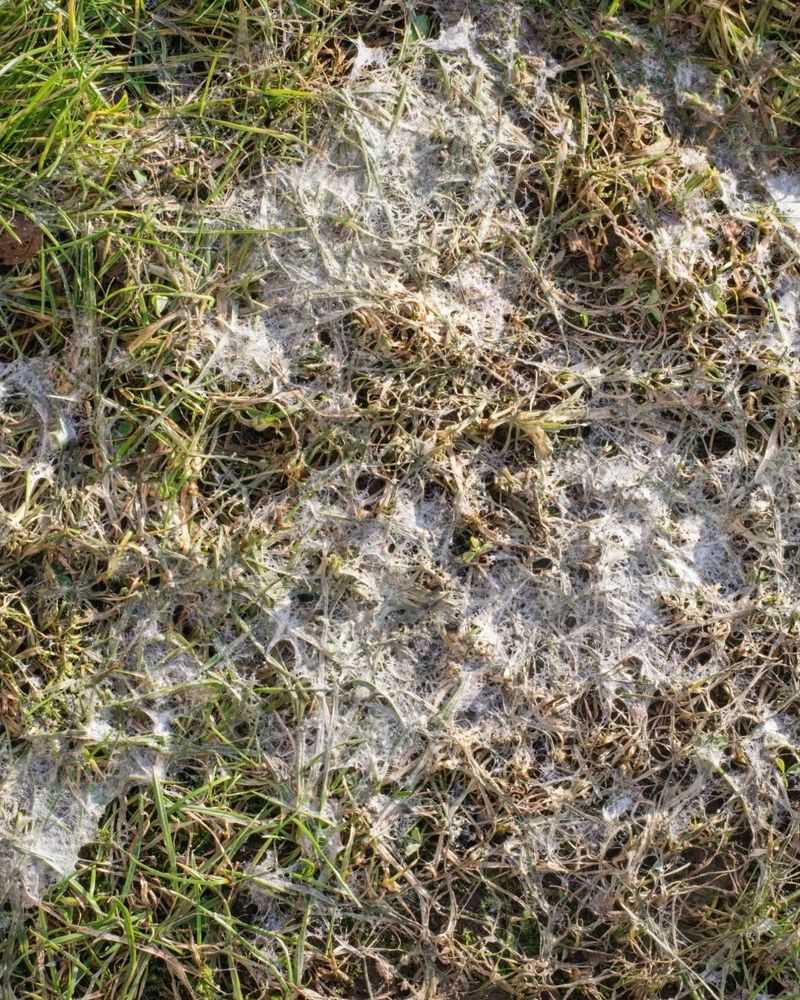 Lawn Disease