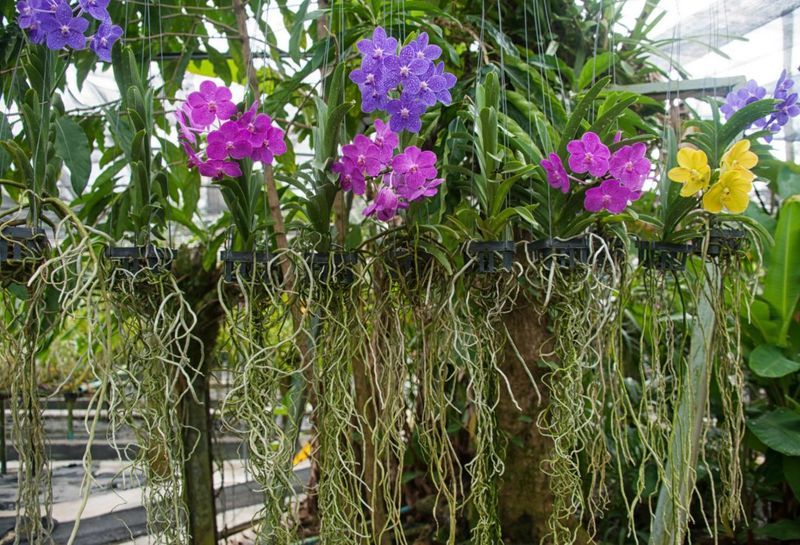 Roots Need Air, Not Soil