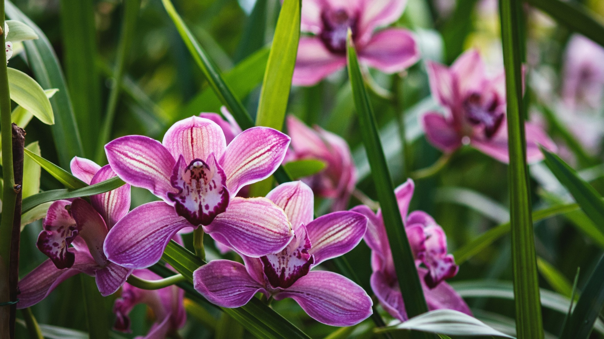 epiphytic orchid in full bloom