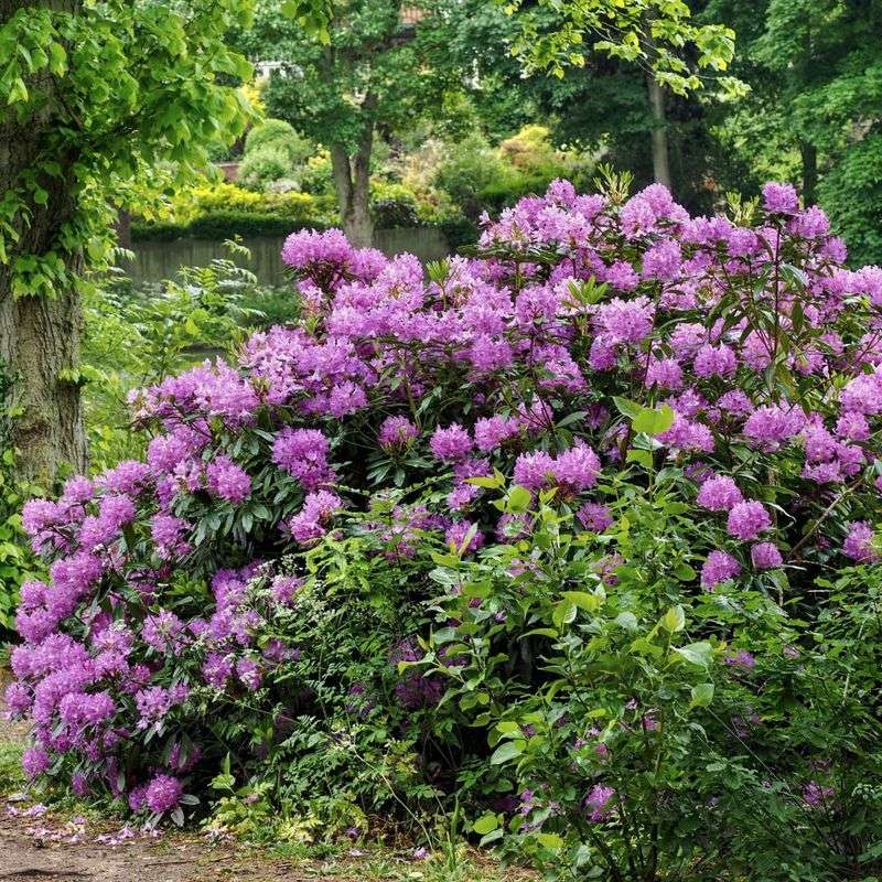 Rhododendron