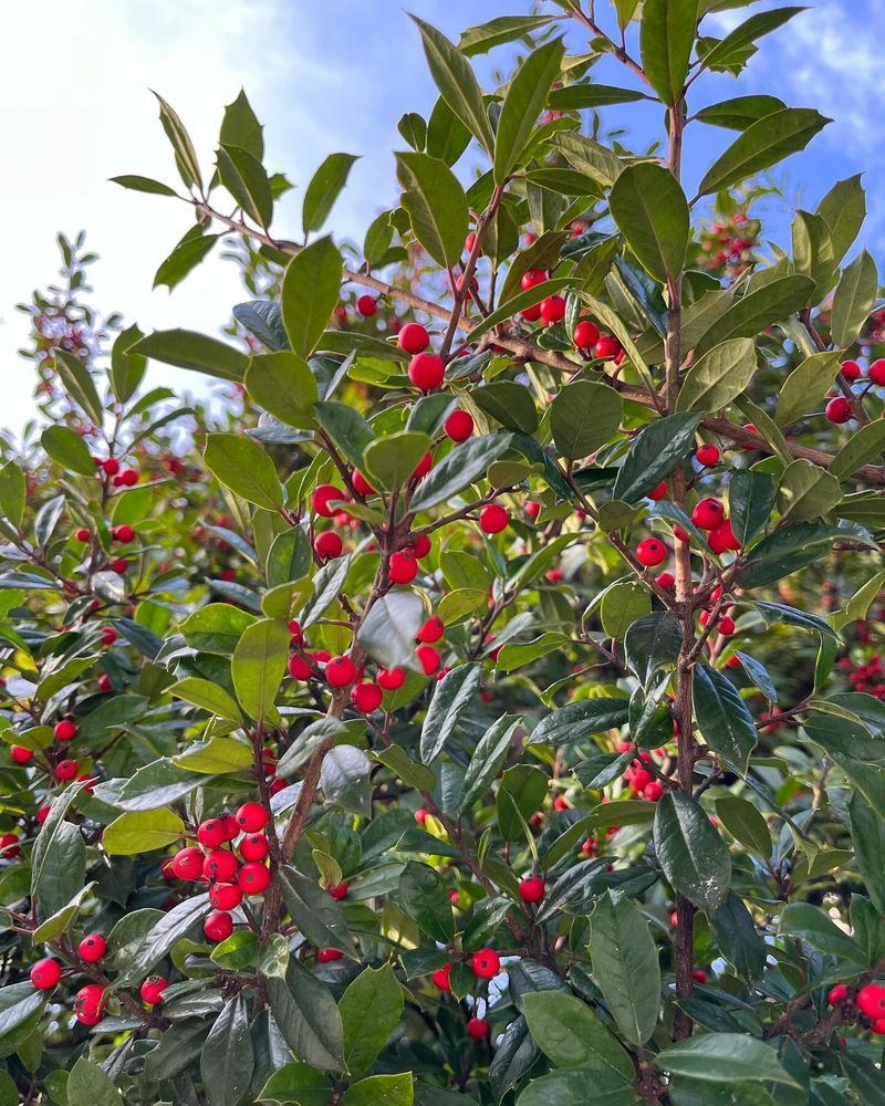 American Holly
