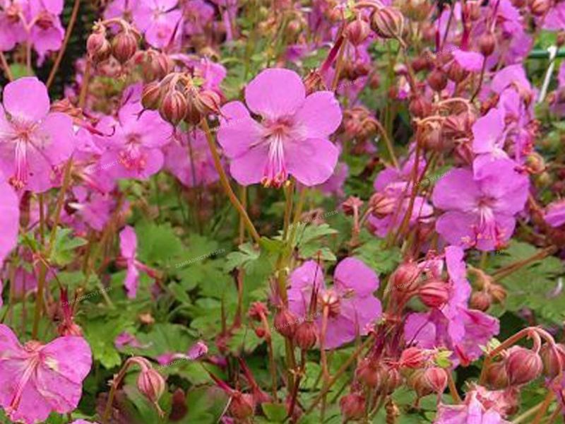 Karmina Geranium