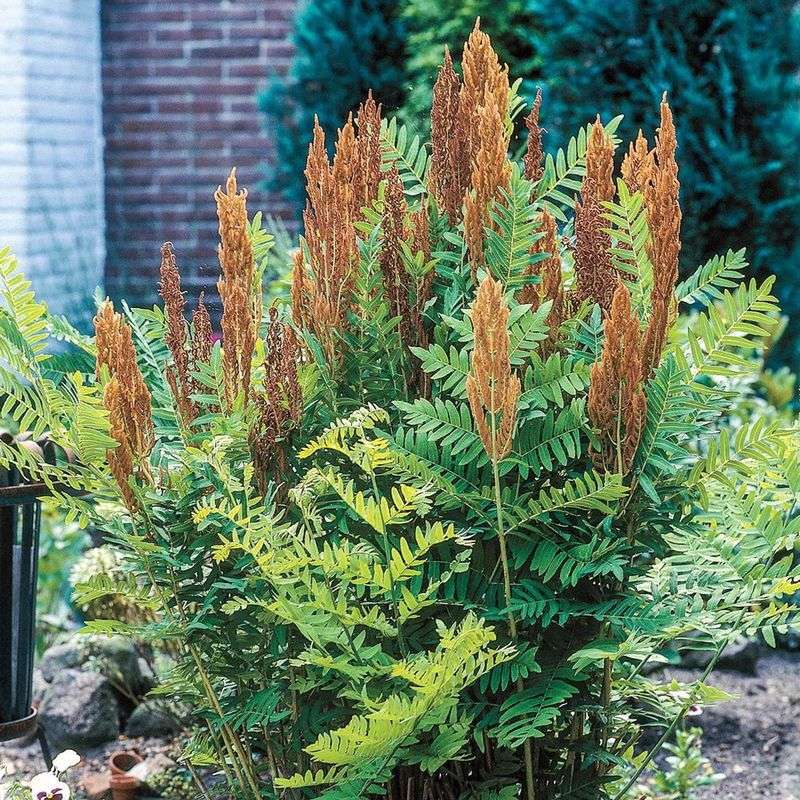 Royal Fern