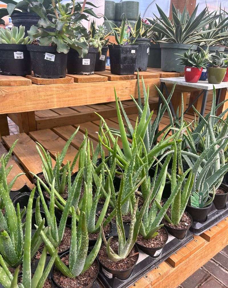 Aloe Vera