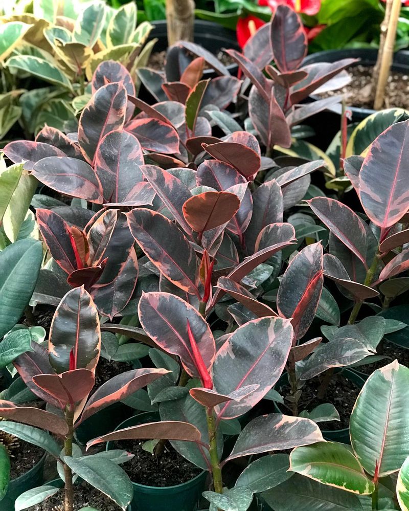Rubber Plant's Summer Growth Spurt