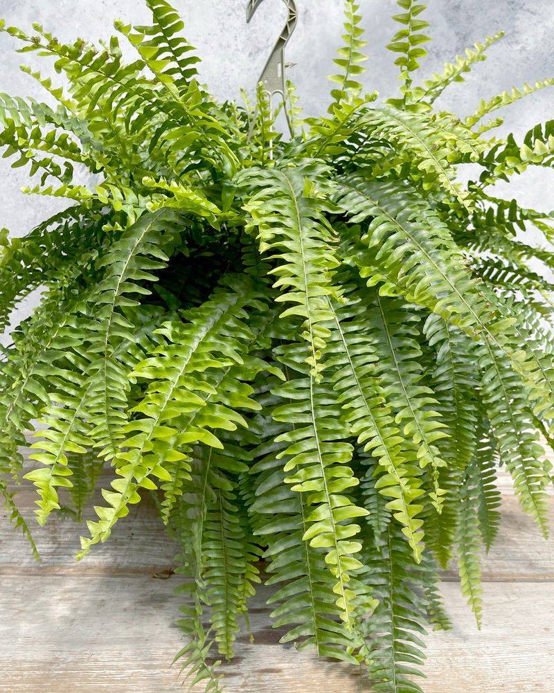 Boston Fern