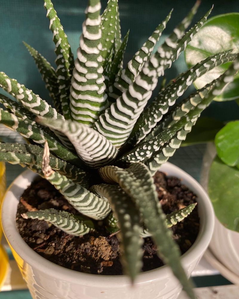 Zebra Haworthia