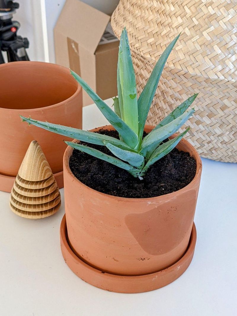 Aloe Vera
