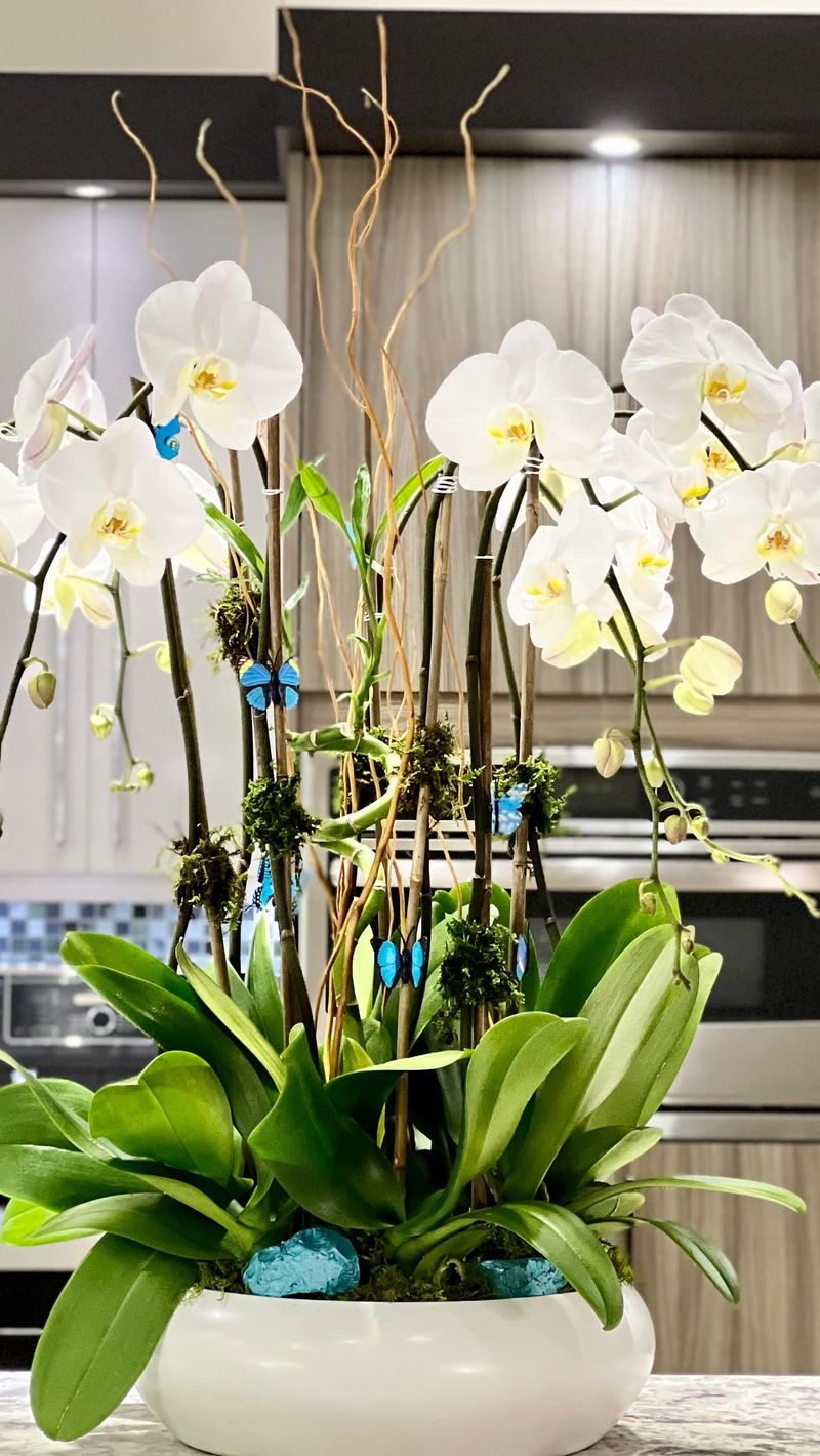 Orchid