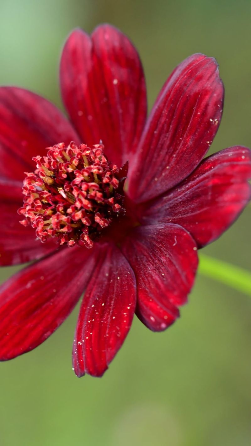 Chocolate Cosmos (Cosmos atrosanguineus)