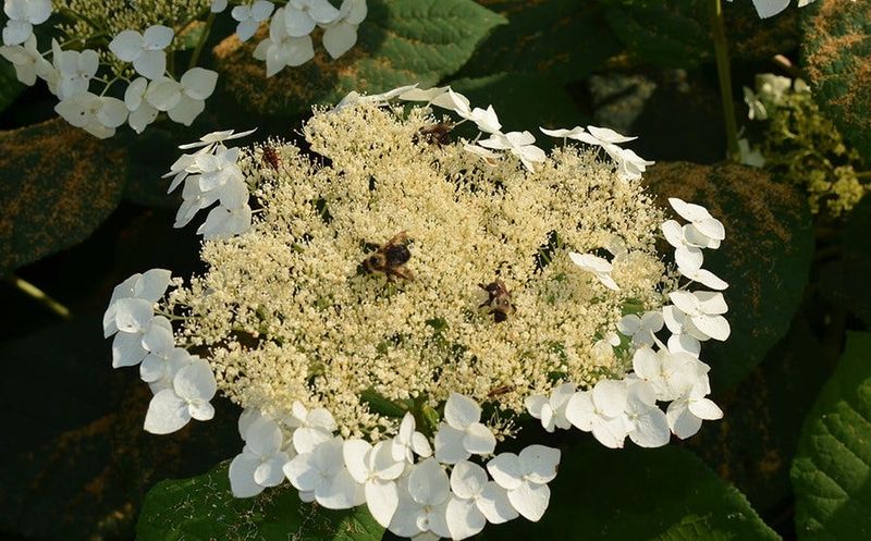 Hydrangeas Produce No Nectar