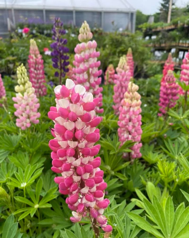 Lupine
