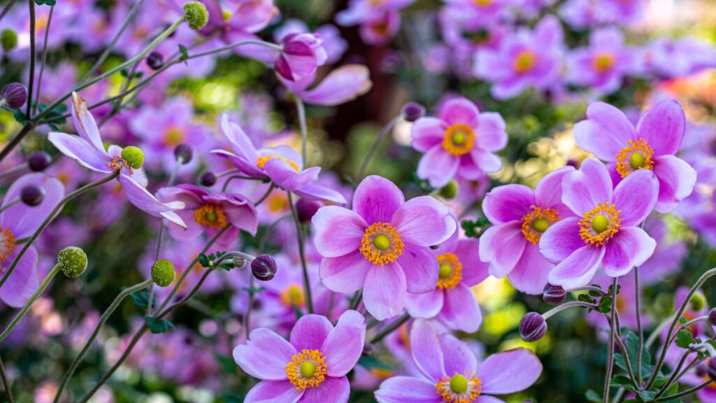 japanese anemone