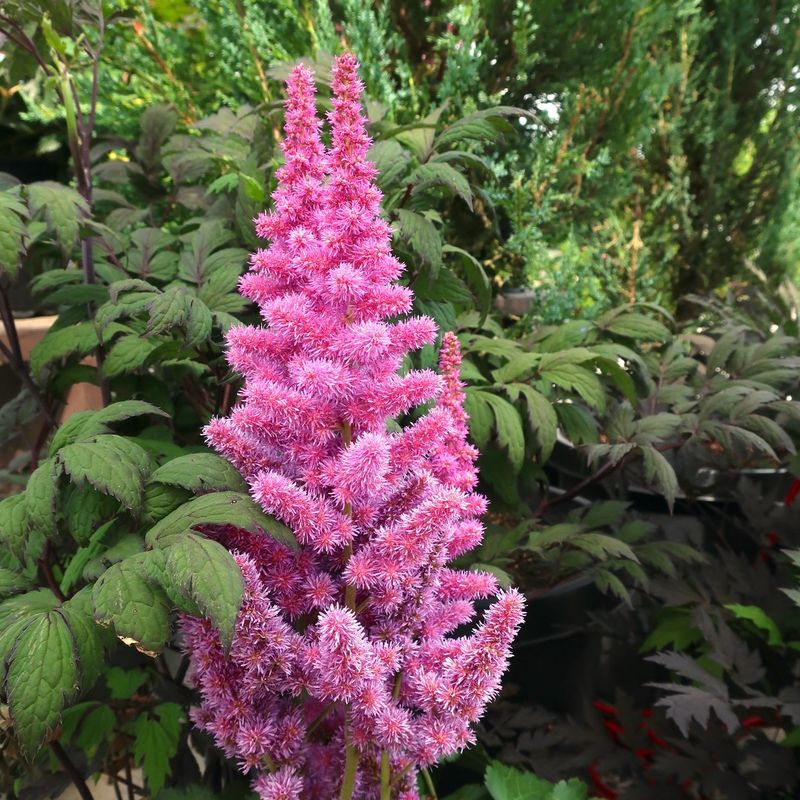 Astilbe