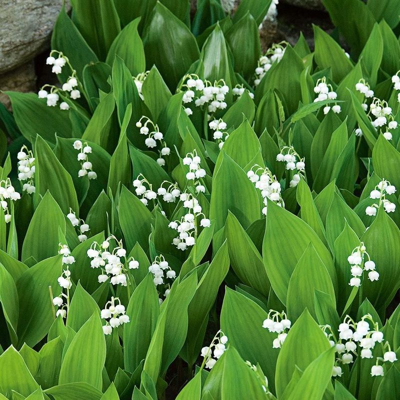 Lily of the Valley: Fragrant Groundcover That Needs Direction