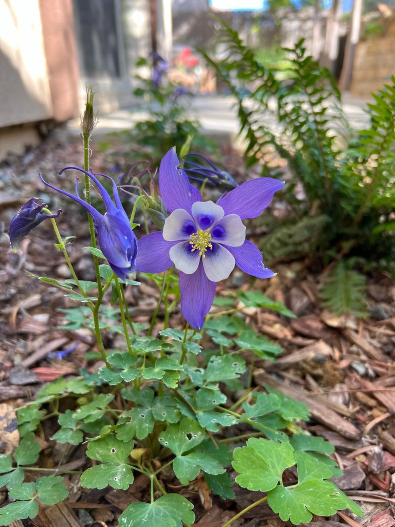 Columbine: The Self-Seeding Disappointment