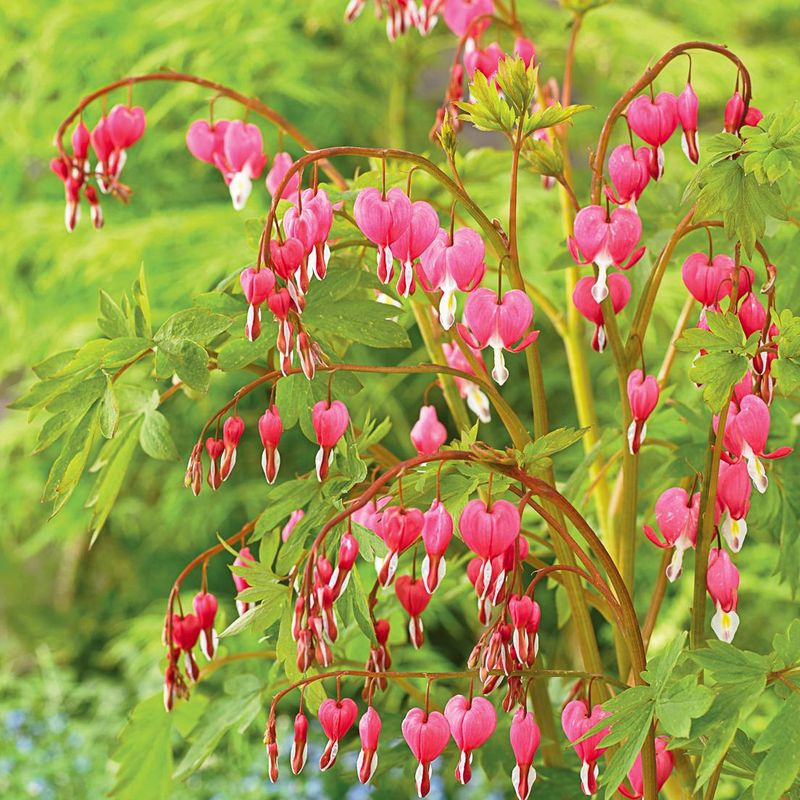 Bleeding Hearts