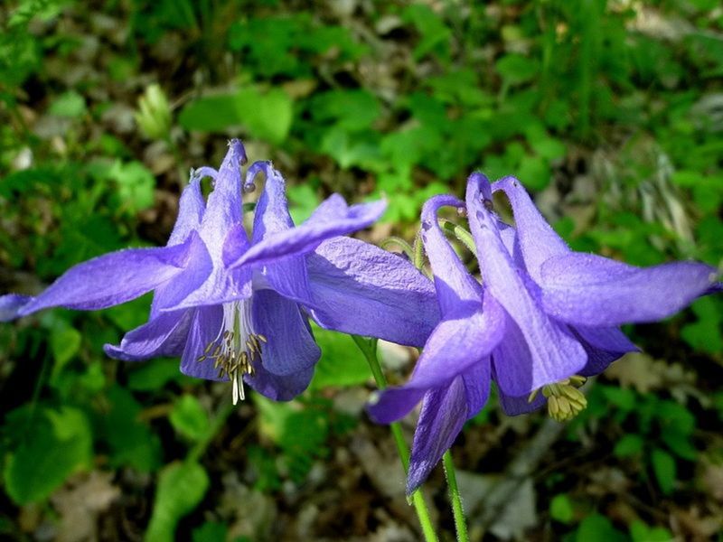 Columbines Collapse After Spring