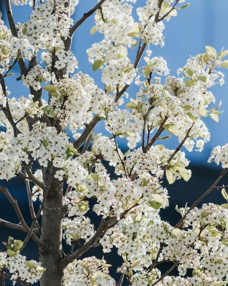 Bradford Pear's Fragrant Deception