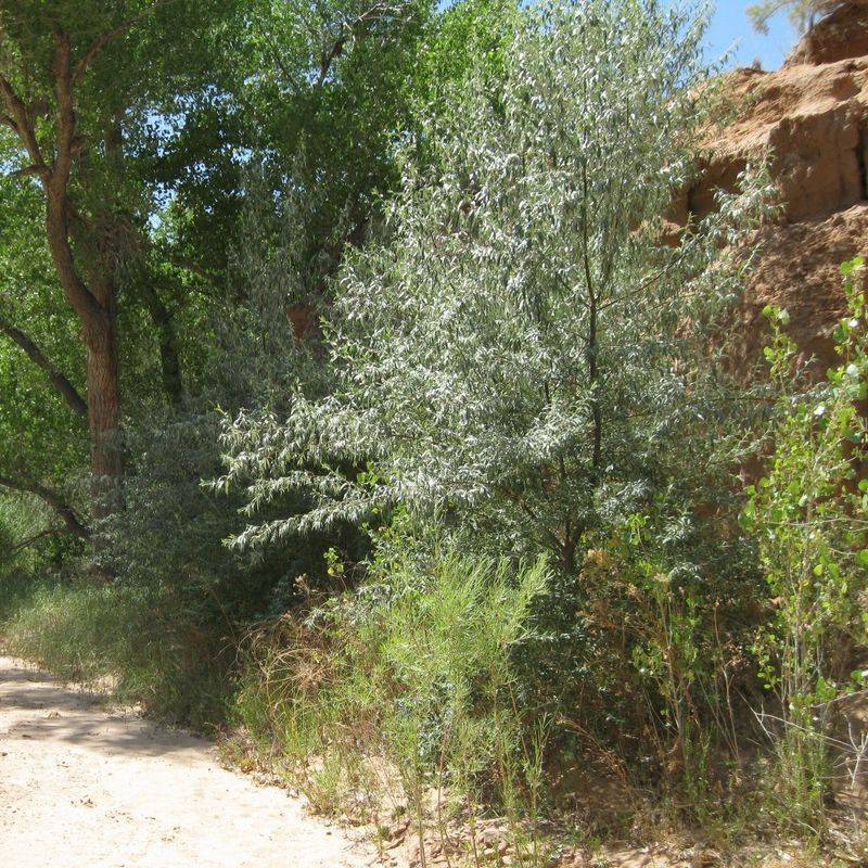 Russian Olive's Deceptive Beauty