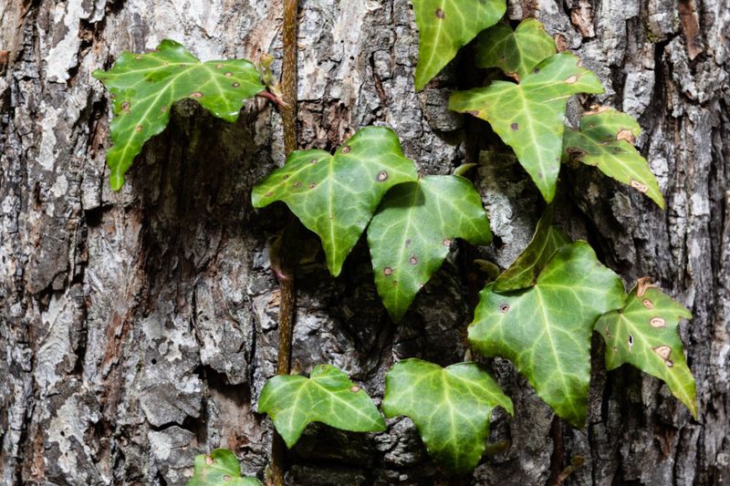 English Ivy (Hedera helix)