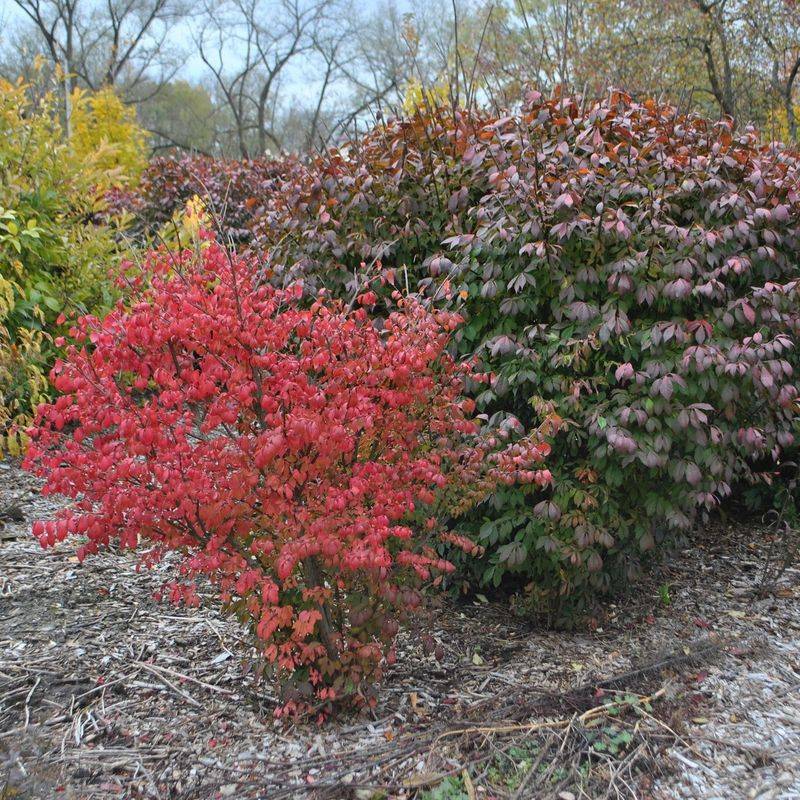 Burning Bush (Euonymus alatus)