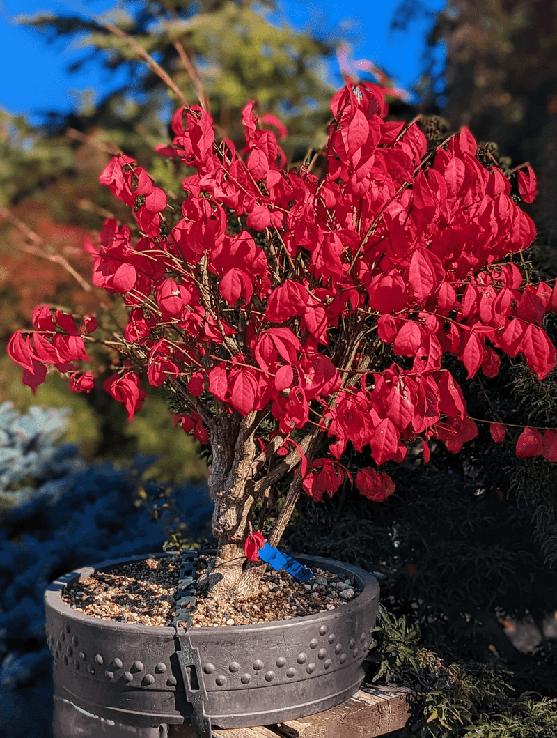 Burning Bush: Deceptive Privacy Provider