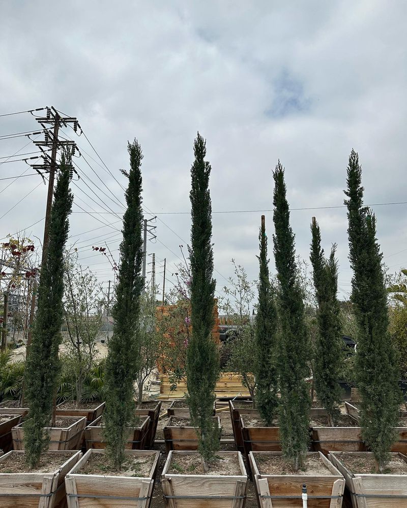 Italian Cypress