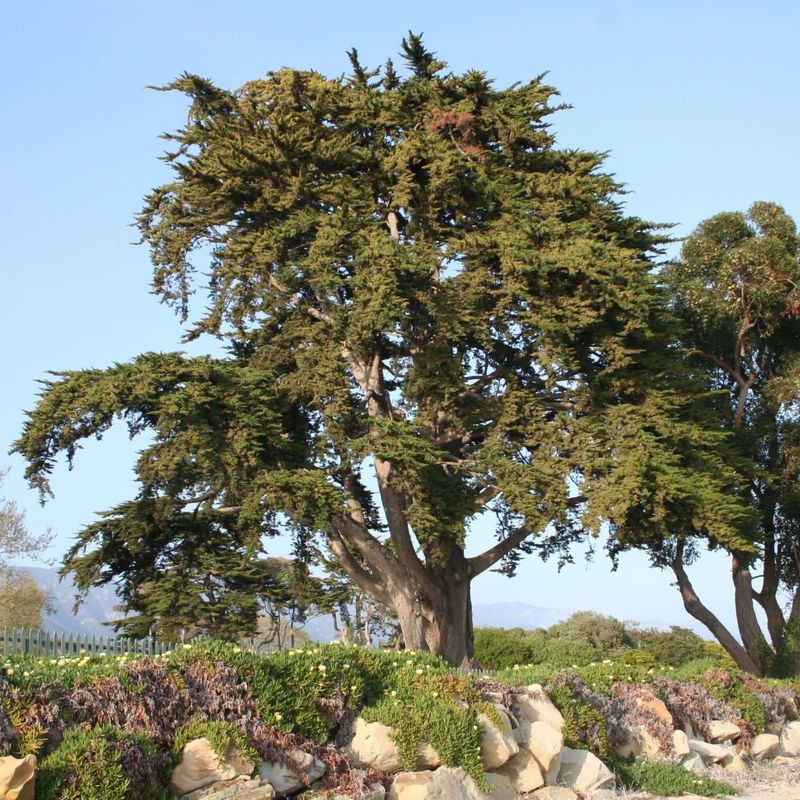 Monterey Cypress
