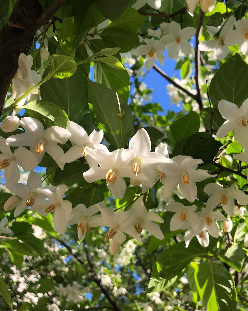 Japanese Snowbell