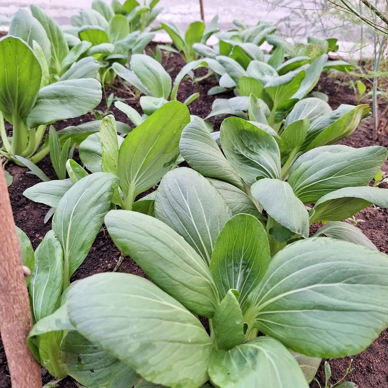 Dwarf Bok Choy
