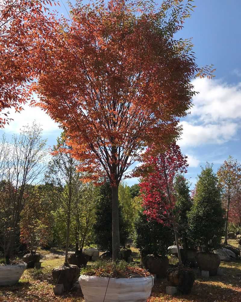 Japanese Zelkova