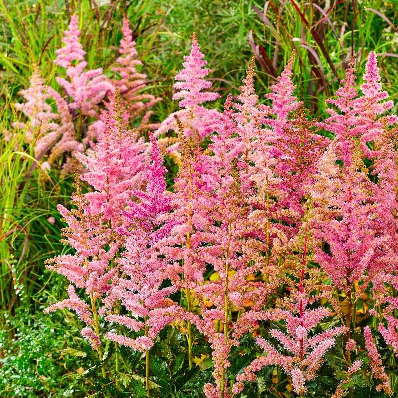 Astilbe