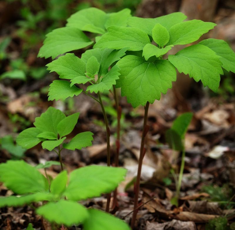 Allegheny Spurge