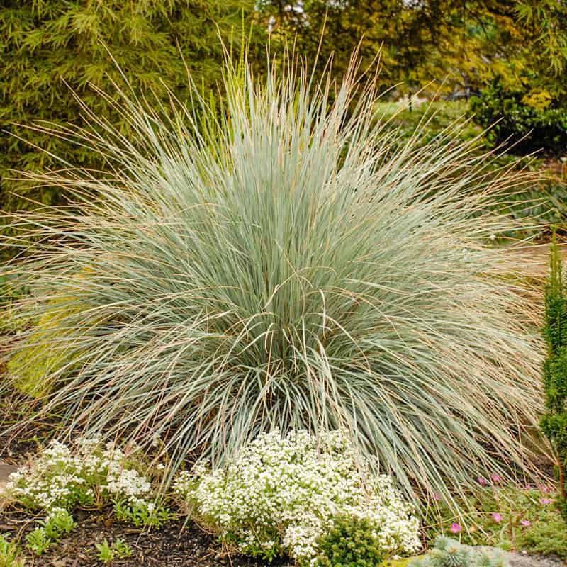 Blue Oat Grass
