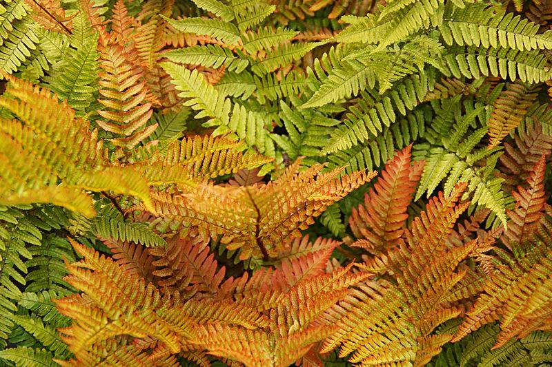 Ferns Falter Without Consistent Moisture
