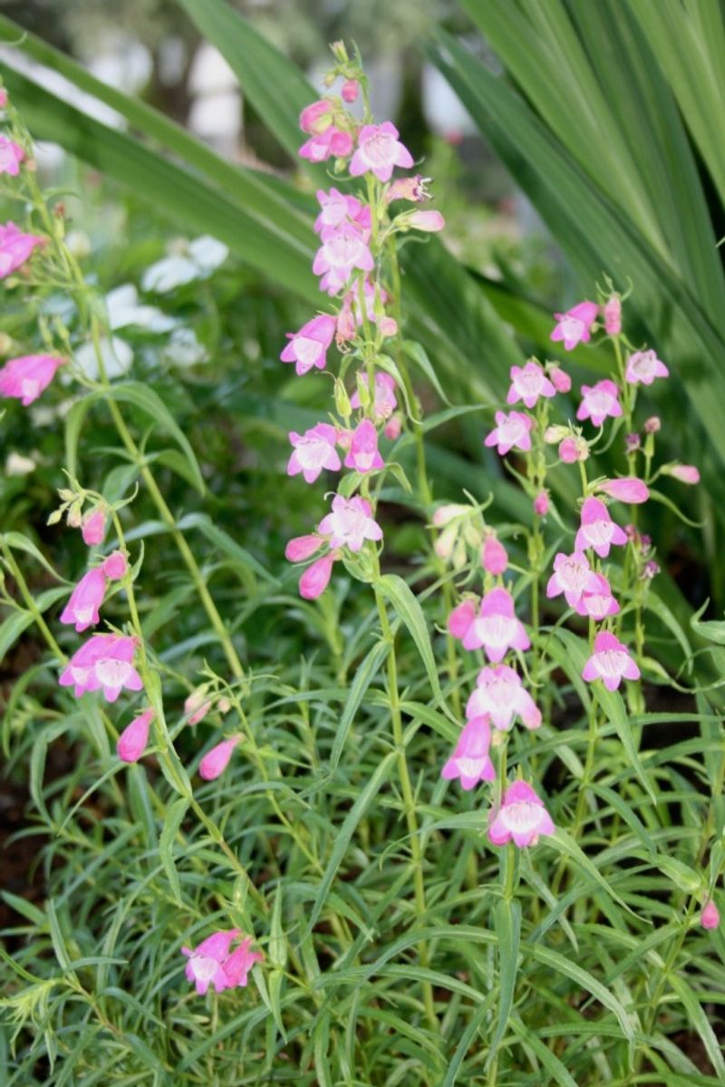 Foxglove
