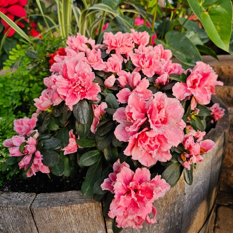 Azalea