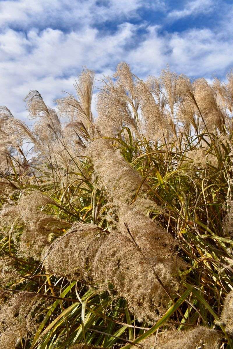 Miscanthus Grass (Miscanthus sinensis)