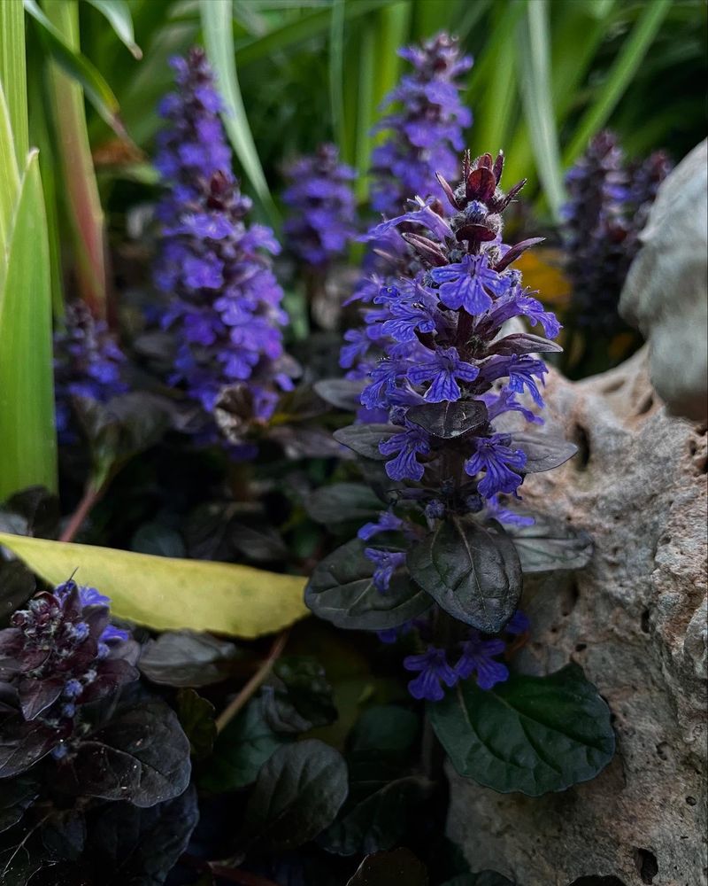 Bugleweed