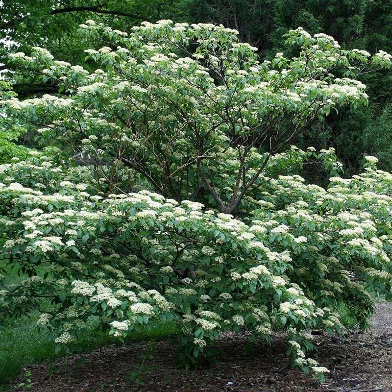 Pagoda Dogwood