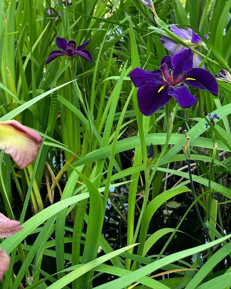 Louisiana Iris 'Black Gamecock'